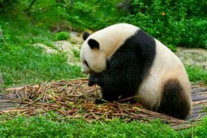 5 cosas que te gustaría saber sobre el oso panda