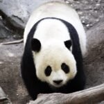 Oso panda gigante adulto de cuerpo entero