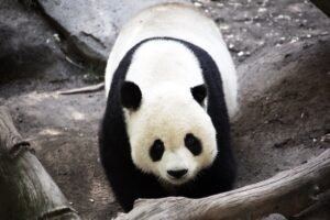 Cuánto pesa un oso panda: tamaño, peso y esperanza de vida