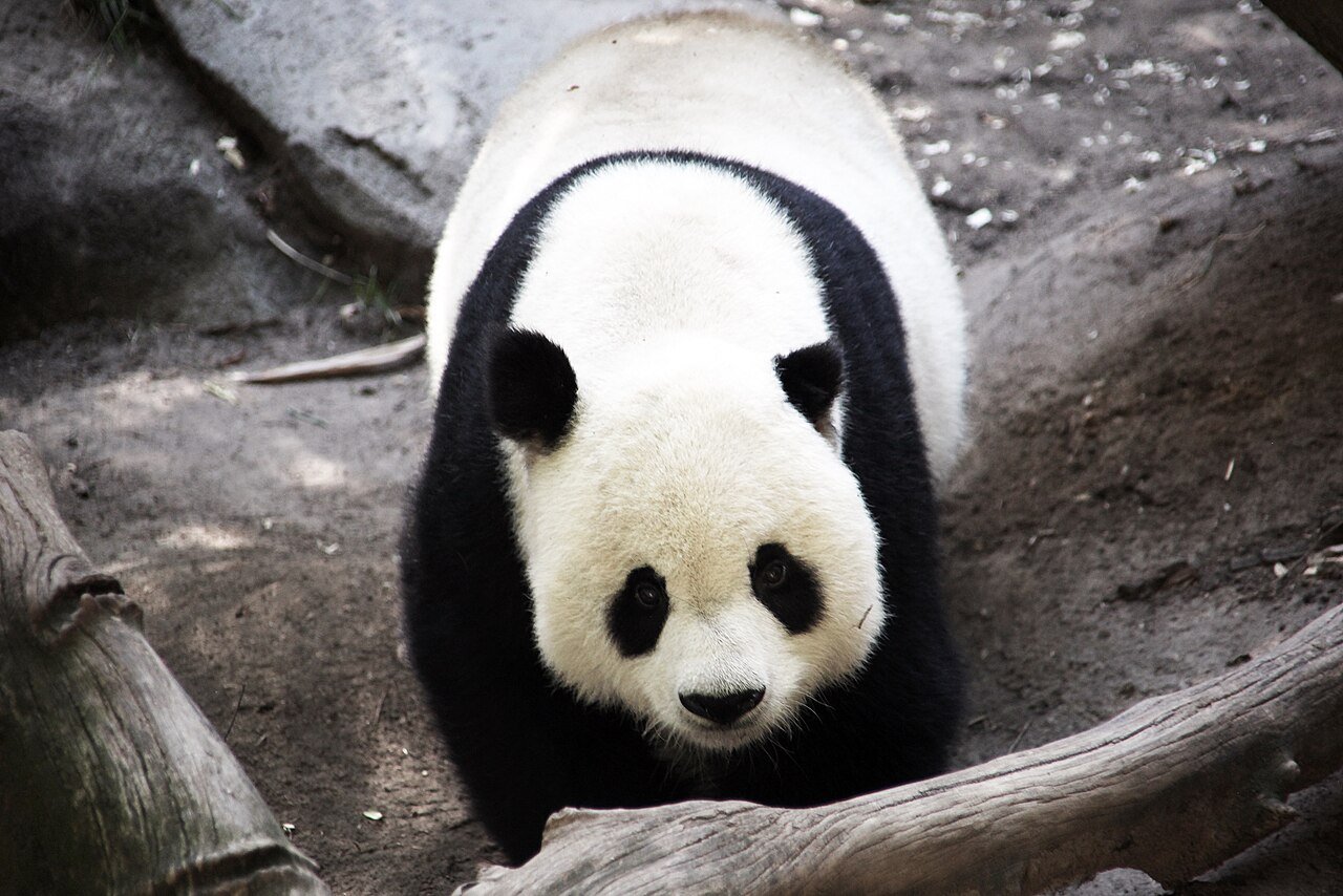 Oso panda gigante adulto en un zoológico