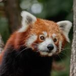 Panda rojo Ailurus fulgens en su hábitat