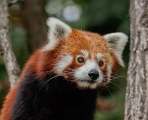 Diferencias entre el oso panda y el panda rojo: dos especies muy distintas