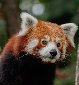 Panda rojo Ailurus fulgens en su hábitat