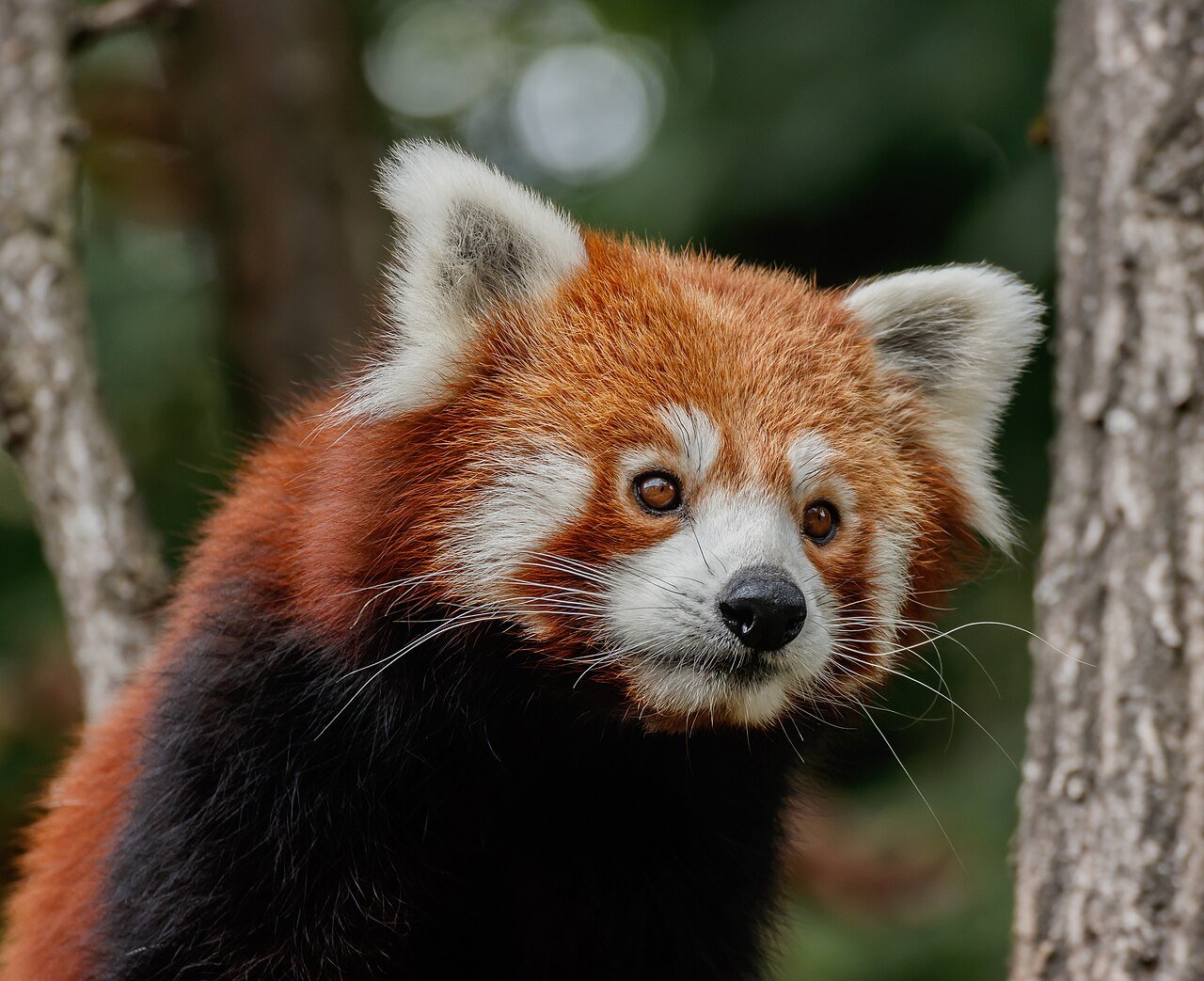 Panda rojo Ailurus fulgens sobre una rama