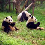 Panda en centro de conservación de Chengdu