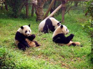 El oso panda en peligro de extinción: estado actual y programas de conservación