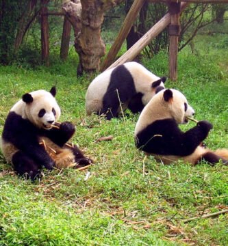Panda en centro de conservación de Chengdu