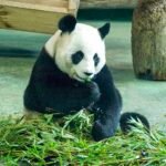 Oso panda gigante comiendo cañas de bambú