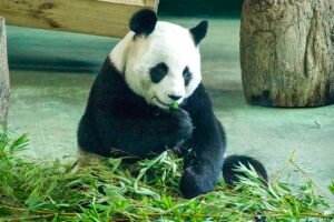 Oso panda gigante comiendo cañas de bambú