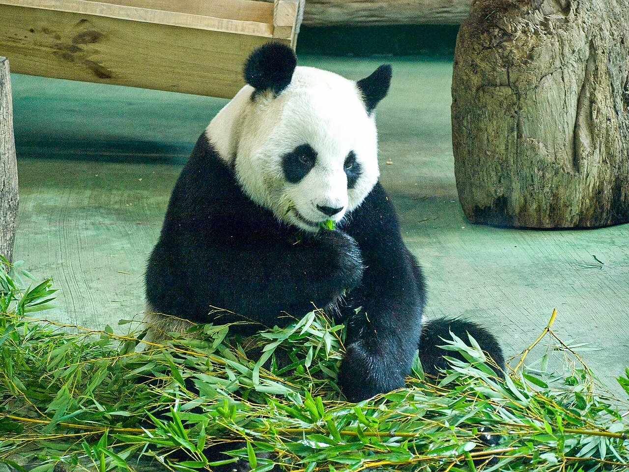 Oso panda gigante comiendo cañas de bambú fresco
